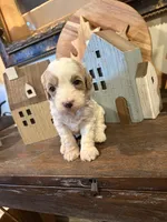 Male #4, a male Cavapoo for sale in Lawrenceburg, TN – 3 of 6