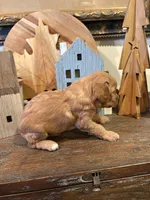 Girl #1, a male Cavapoo for sale in Lawrenceburg, TN – 5 of 5
