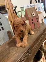 Girl #2, a male Cavapoo for sale in Lawrenceburg, TN – 3 of 4