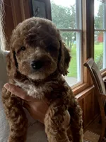 Boy #2, a male Cavapoo for sale in Lawrenceburg, TN – 3 of 8