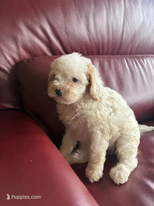Girl #2 – Cavapoo puppy for sale in Lawrenceburg, TN