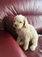Girl #2, a male Cavapoo for sale in Lawrenceburg, TN – 1 of 5