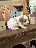 Male #5, a male Cavapoo for sale in Lawrenceburg, TN – 3 of 4