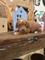 Male #3, a male Cavapoo for sale in Lawrenceburg, TN – 3 of 6
