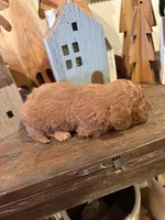 Girl #2, a male Cavapoo for sale in Lawrenceburg, TN – 2 of 4