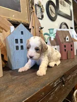 Male #4, a male Cavapoo for sale in Lawrenceburg, TN – 1 of 6