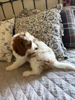 Male #4, a male Cavapoo for sale in Lawrenceburg, TN – 4 of 6