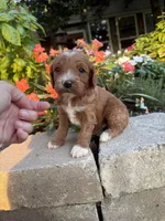 Male #1, a male Cavapoo for sale in Lawrenceburg, TN – 2 of 5