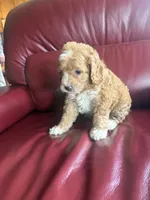 Boy #1, a male Cavapoo for sale in Lawrenceburg, TN – 3 of 6