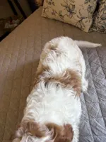 Male #4, a male Cavapoo for sale in Lawrenceburg, TN – 5 of 6