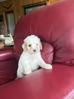 Girl #2, a male Cavapoo for sale in Lawrenceburg, TN – 3 of 5