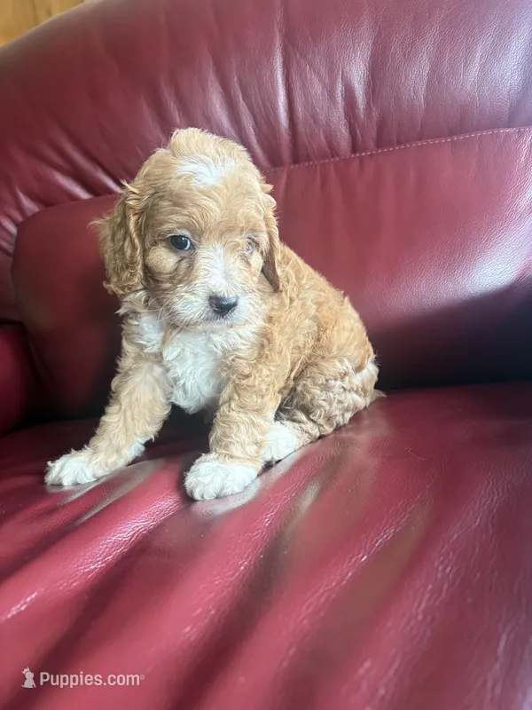 Boy #1 – Cavapoo puppy for sale in Lawrenceburg, TN