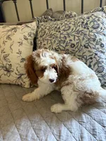 Male #4, a male Cavapoo for sale in Lawrenceburg, TN – 3 of 6