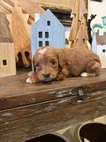 Male #3, a male Cavapoo for sale in Lawrenceburg, TN – 6 of 6