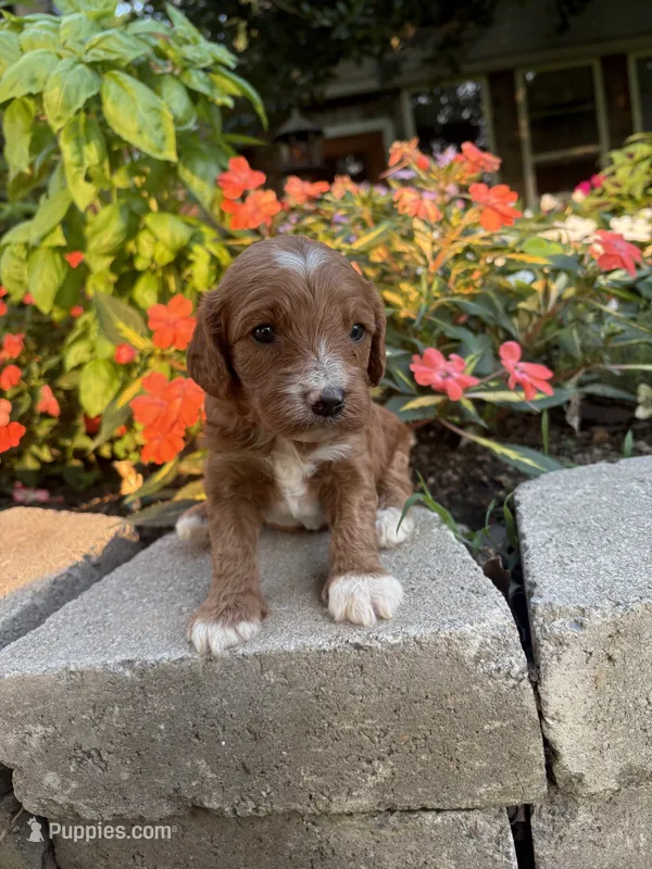 Male #1 – Cavapoo puppy for sale in Lawrenceburg, TN