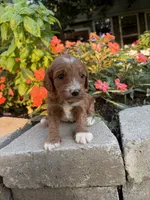 Male #1, a male Cavapoo for sale in Lawrenceburg, TN – 1 of 5