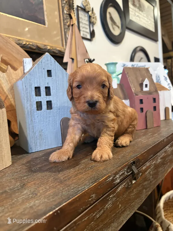 Male #2 – Cavapoo puppy for sale in Lawrenceburg, TN