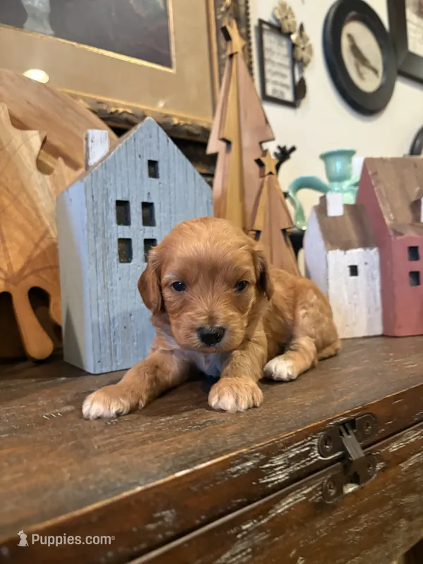 Girl #1 – Cavapoo puppy for sale in Lawrenceburg, TN