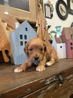 Girl #1, a male Cavapoo for sale in Lawrenceburg, TN – 1 of 5