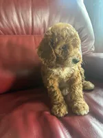 Boy #2, a male Cavapoo for sale in Lawrenceburg, TN – 8 of 8