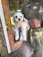 Girl #2, a female Cavapoo for sale in Lawrenceburg, TN – 3 of 7
