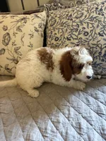 Male #4, a male Cavapoo for sale in Lawrenceburg, TN – 6 of 6