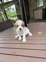 Milo, a male Cavapoo for sale in Lawrenceburg, TN – Photo 9 of 9