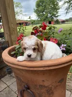 Milo, a male Cavapoo for sale in Lawrenceburg, TN – Photo 6 of 9