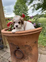 Milo, a male Cavapoo for sale in Lawrenceburg, TN – Photo 5 of 9