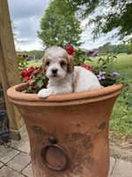 Milo, a male Cavapoo for sale in Lawrenceburg, TN – Photo 7 of 9
