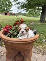 Milo, a male Cavapoo for sale in Lawrenceburg, TN – Photo 4 of 9
