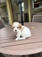 Milo, a male Cavapoo for sale in Lawrenceburg, TN – Photo 8 of 9