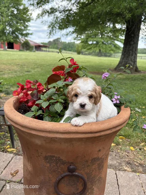 Milo – Cavapoo puppy for sale in Lawrenceburg, TN