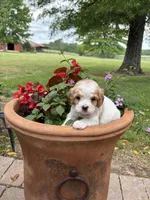 Milo, a male Cavapoo for sale in Lawrenceburg, TN – Photo 3 of 9