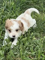 Milo, a male Cavapoo for sale in Lawrenceburg, TN – Photo 2 of 9