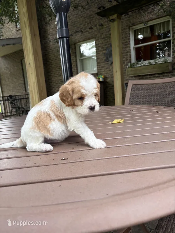 Milo – Cavapoo puppy for sale in Lawrenceburg, TN