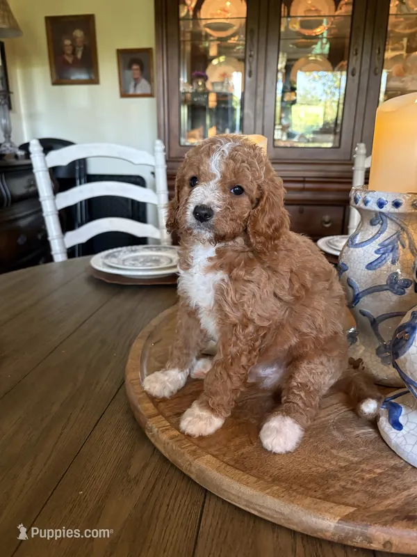 Male #6 – Cavapoo puppy for sale in Lawrenceburg, TN