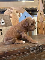 Male #3, a male Cavapoo for sale in Lawrenceburg, TN – 2 of 6