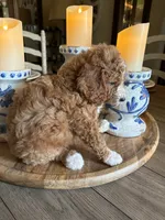 Male #6, a male Cavapoo for sale in Lawrenceburg, TN – 3 of 4