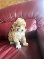 Boy #1, a male Cavapoo for sale in Lawrenceburg, TN – 6 of 6