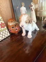 Milo, a male Cavapoo for sale in Lawrenceburg, TN – Photo 10 of 10