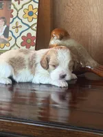 Milo, a male Cavapoo for sale in Lawrenceburg, TN – Photo 5 of 10