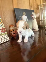 Milo, a male Cavapoo for sale in Lawrenceburg, TN – Photo 3 of 10