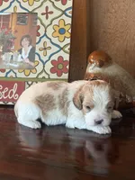 Milo, a male Cavapoo for sale in Lawrenceburg, TN – Photo 2 of 10