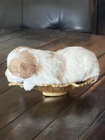 Milo, a male Cavapoo for sale in Lawrenceburg, TN – Photo 7 of 10