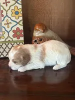 Milo, a male Cavapoo for sale in Lawrenceburg, TN – Photo 6 of 10