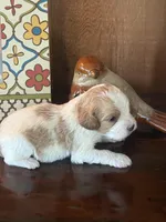 Milo, a male Cavapoo for sale in Lawrenceburg, TN – Photo 1 of 10