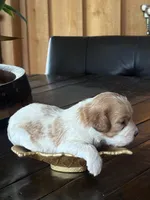 Milo, a male Cavapoo for sale in Lawrenceburg, TN – Photo 4 of 10