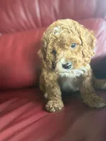 Boy #2, a male Cavapoo for sale in Lawrenceburg, TN – 5 of 8