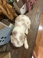 Male #4, a male Cavapoo for sale in Lawrenceburg, TN – 5 of 6